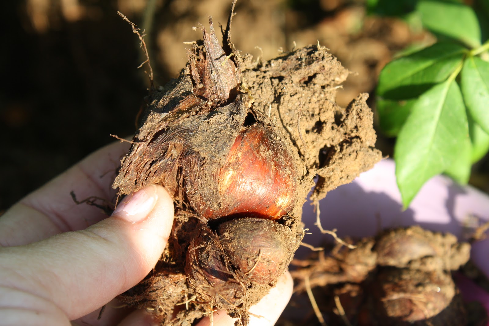 Sunny Simple Life How to Divide Bulbs